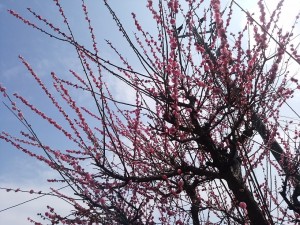IMG_20160305_135806