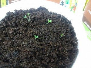 IMG_20160424_180236