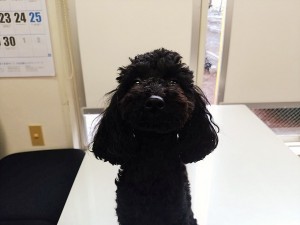IMG_20160622_105321