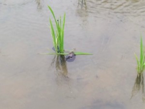 IMG_20160622_174757