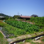 平生町 曽根 平生中学校近く 売土地（100.12坪）※畑用地