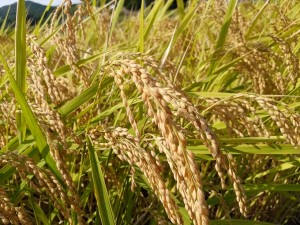 IMG_20160906_144139