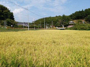 IMG_20160906_144201