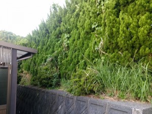 IMG_20170513_182846