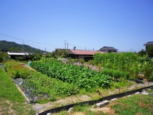 IMGP1202