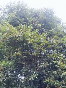 IMG_20170923_114745