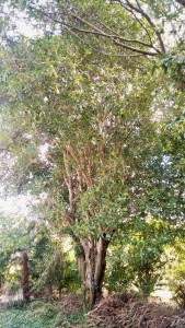 IMG_20170928_112700