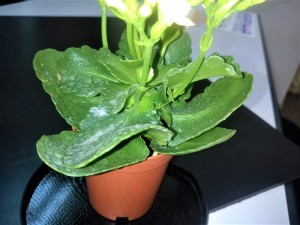IMG_20180303_194218