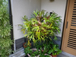IMGP7011